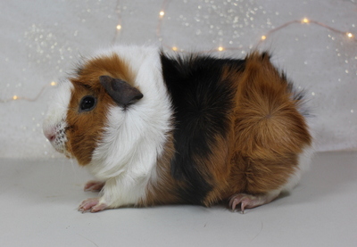 Rosettenmädel Zazou